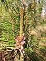 2013-05-10 09 02 57 Pitch Pine new growth and pollen cones along the Batona Trail in Brendan T. Byrne State Forest, New Jersey.jpg