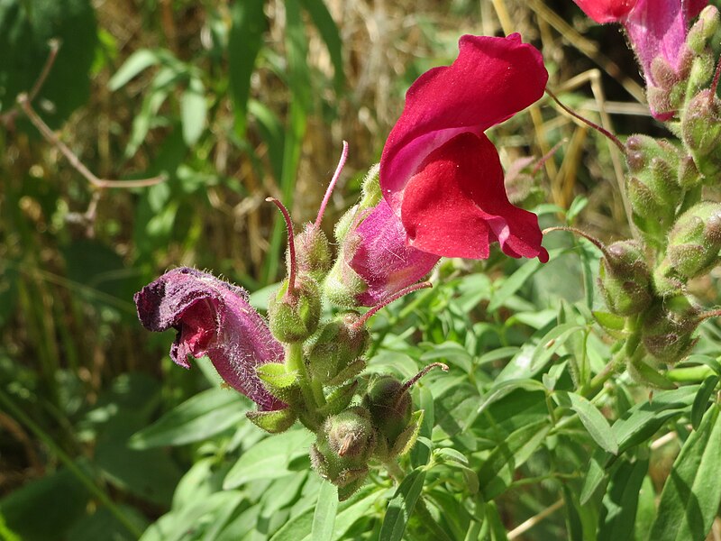 File:20140627Antirrhinum majus5.jpg