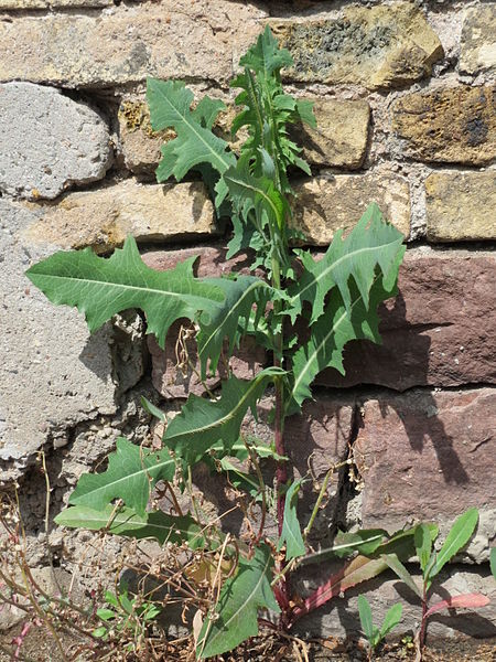 File:20150515Lactuca serriola.jpg