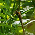 Braune Mosaikjungfer - Aeshna grandis, Weibchen