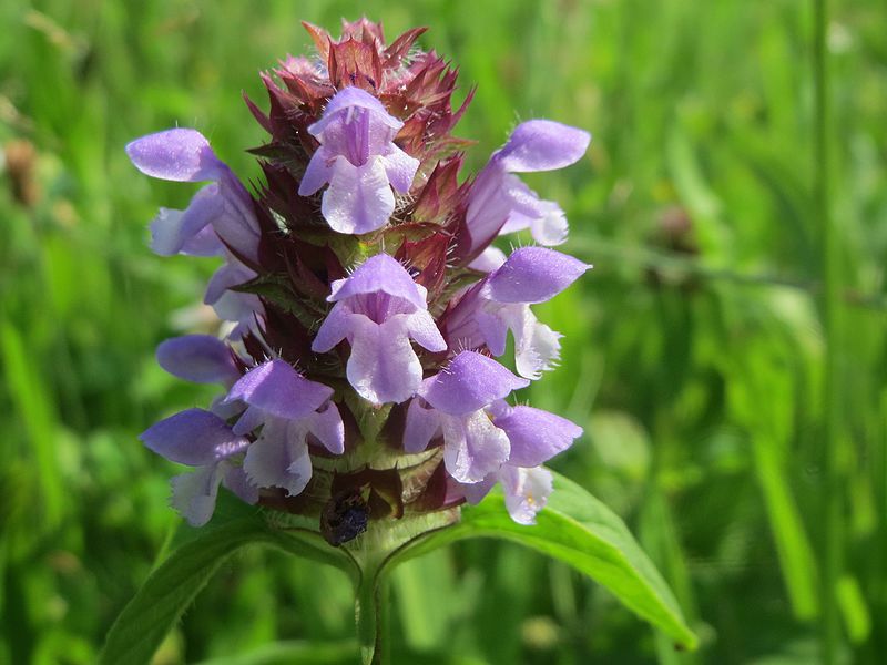 File:20160624Prunella vulgaris1.jpg