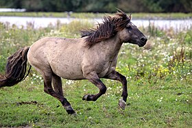 Konik au galop en semi-liberté à Oostvaardersplassen, aux Pays-Bas.