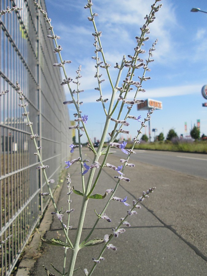 Перовския Perovskia atriplicifolia Rocketman