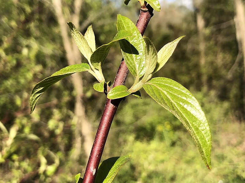 File:2020-04-21 17 48 05 Red-twig Dogwood with new leaves developing in spring along a walking path in the Franklin Farm section of Oak Hill, Fairfax County, Virginia.jpg