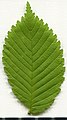 * Nomination Ulmus. Leaf adaxial side. --Knopik-som 01:31, 23 June 2021 (UTC) * Promotion  Support Good quality -- Johann Jaritz 02:46, 23 June 2021 (UTC)