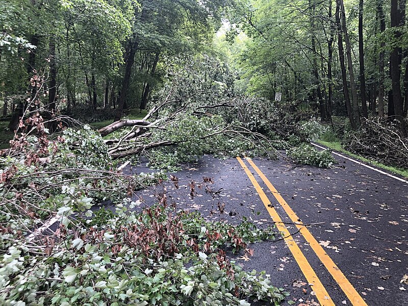 File:2022 Trees across road (a71f1a8e-7c35-47e2-abbe-9cf3099dd014).jpg