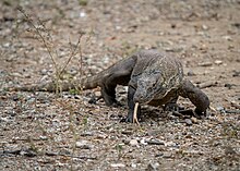 Varanus komodoensis is the largest species of living lizards 202306 Varanus komodoensis.jpg