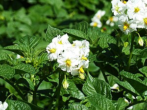 Kartoffelblüten, Kartoffelblüten der Kartoffelsorte Annabelle (Kartoffel)