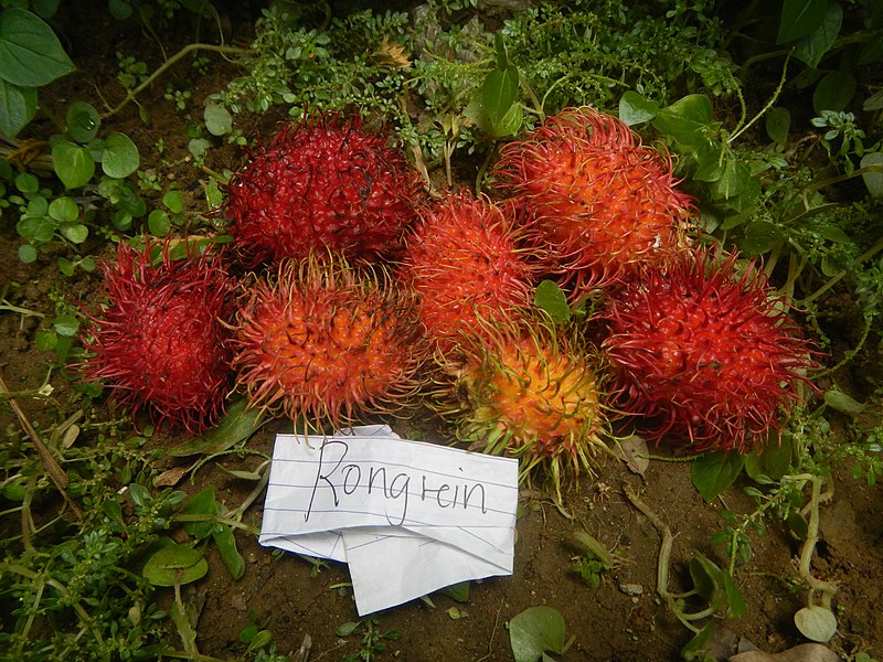 File:3087Rambutans in the Philippines 38.jpg