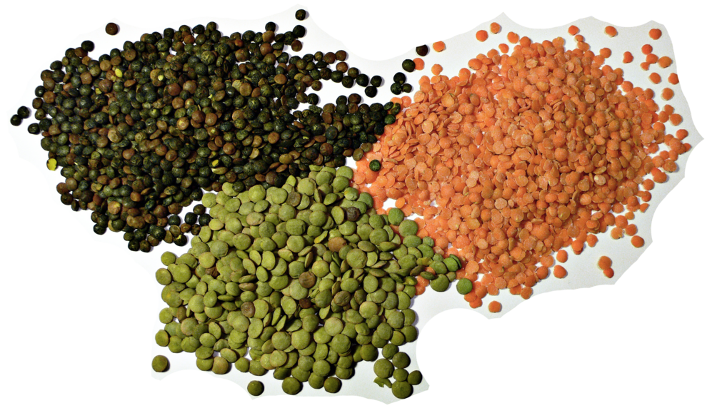 Lentils-avatar