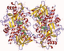 Modèle tridimensionnel de l'enzyme