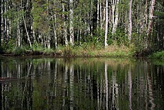 Atlantic árvores de cedro branco com troncos cinzentas claras crescer em um grupo denso ao longo das margens do rio-Oswego um estreito, de torção, e rio lento-corrente.  As árvores são reflectidos na água ondulante.  A grama cresce ao longo da margem do rio em torno das árvores.