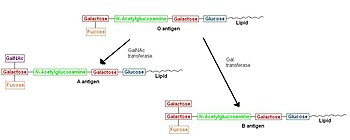 English: Scheme for A,B, and O antigens.