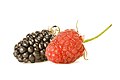 Birni plod, kjer posamezni pestiči omesenijo in se razvijejo v koščičaste plodove, pri robidi in malinjaku (Rubus)