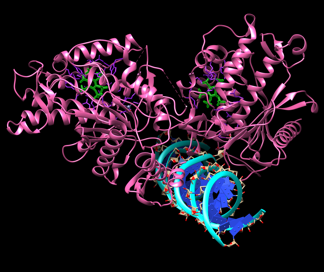 File:ADAR Protein.png