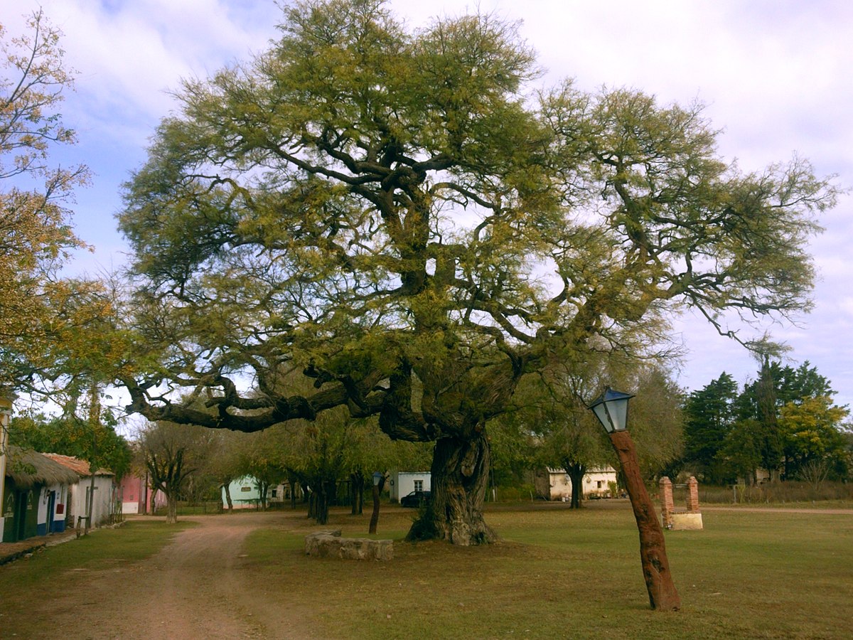 Альгарробо дерево в Южной Америке