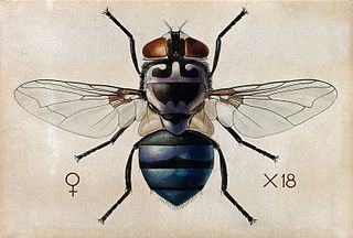 <span class="mw-page-title-main">Amedeo John Engel Terzi</span> Italian illustrator and entomologist