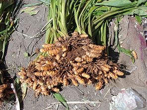 Multiple individuals have sprouted from turmeric rhizomes. A closeup of Turmeric.JPG
