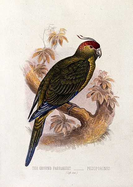 File:A ground parrakeet (Pezoporius species). Colour lithograph, Wellcome V0022172EL.jpg