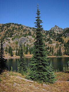 Mäginulud Mount Rainier'i rahvuspargis