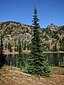 Tree: Subalpine Fir