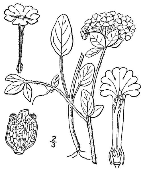 File:Abronia fragrans drawing.png