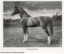 black and white photo of an Arabian horse with retouched background resembling a painting