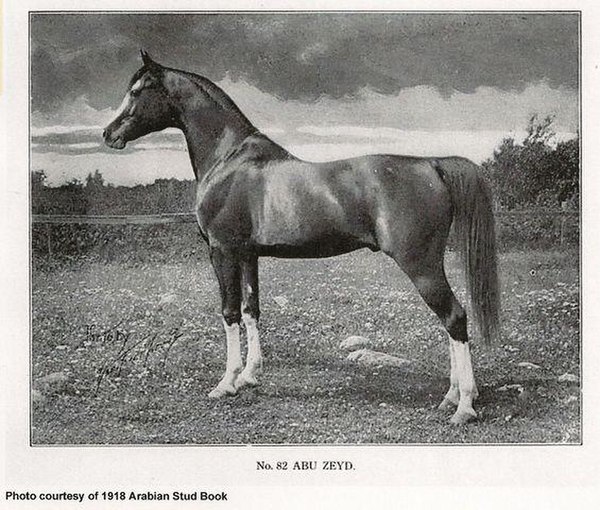 *Abu Zeyd, foundation stallion for Maynesboro
