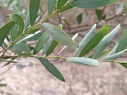 Acacia prominens IMG 20171005 140324.jpg