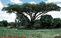 Vachellia sieberiana trees support carbon sequestration Acacia sieberiana 2.jpg