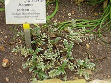 Acaena sericea - Berlin botanika bog'i - IMG 8765.JPG