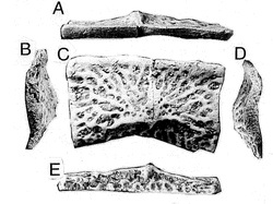 Acaenasuchus holotype.png