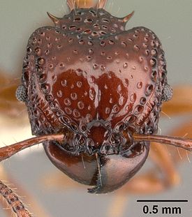 Голова рабочего Acanthomyrmex concavus