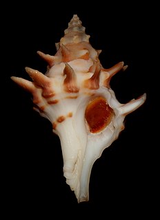 <i>Acanthotrophon sentus</i> Species of gastropod