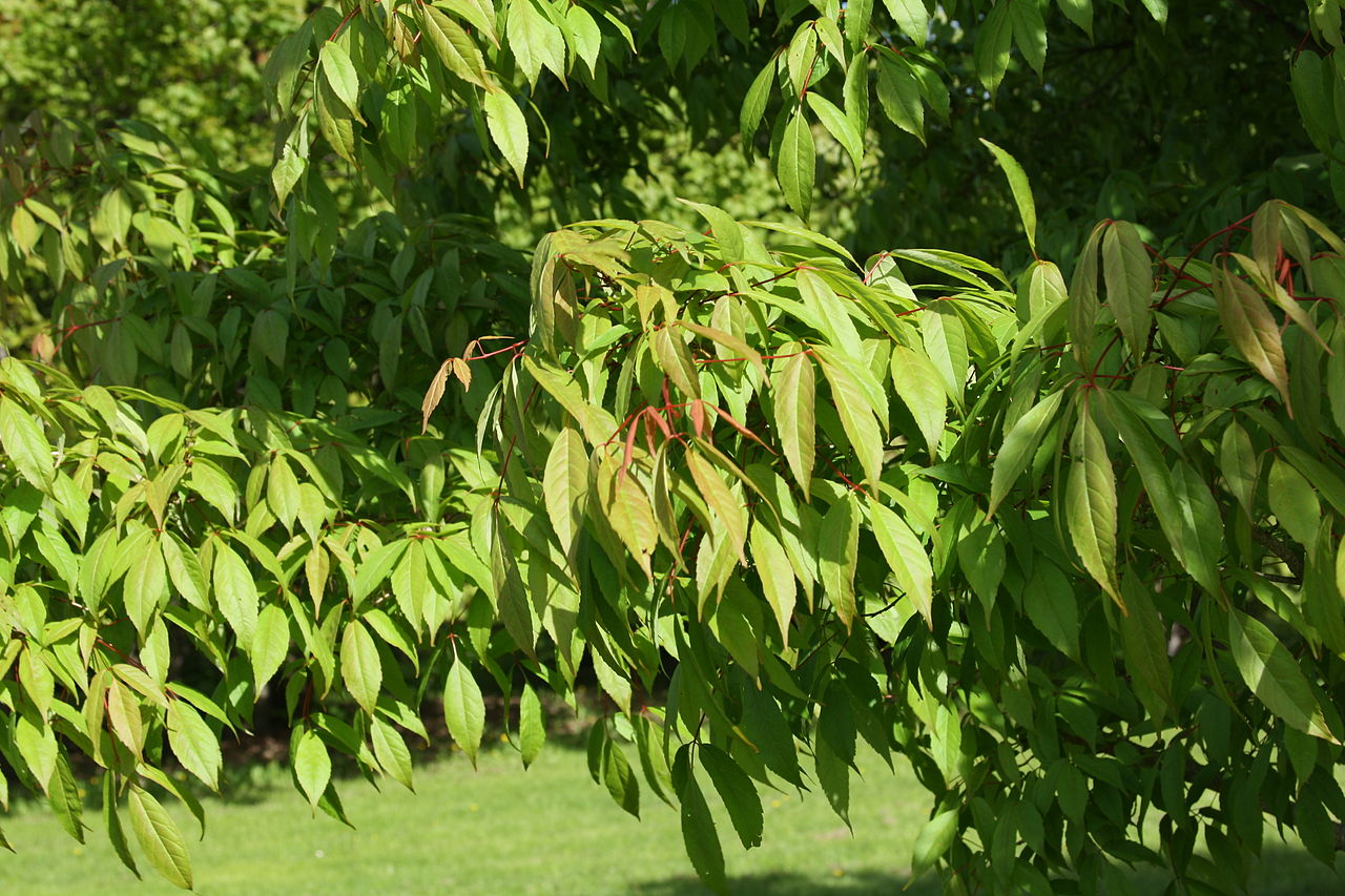 1280px-Acer_mandshuricum_foliage.jpg