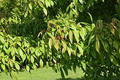 Sektion Trifoliata: Mandschurischer Ahorn (Acer mandshuricum)