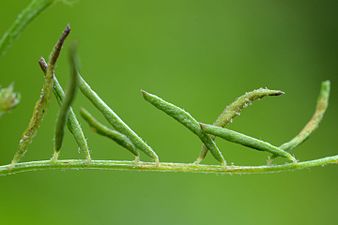 Aceria trifolii on Vicia hirsuta