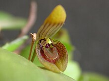 Acianthera serpentula.jpg