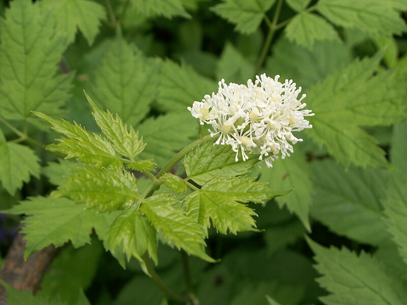 File:Actaea spicata 1.jpg