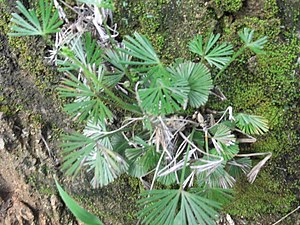 Actiniopteris radiata-1-ghatroad-yercaud-salem-India.JPG