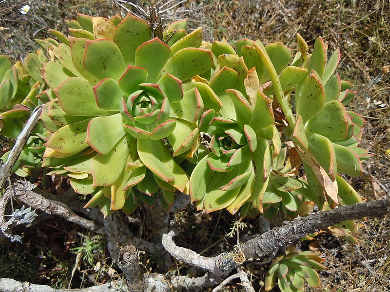 File:Aeonium lancerottense - détail des rosettes.jpg