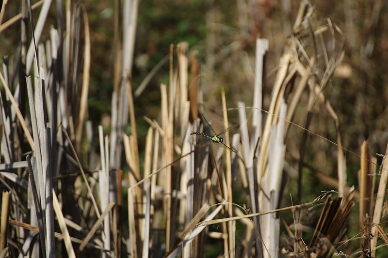 File:Aeshna cyanea MAR 9357.jpg