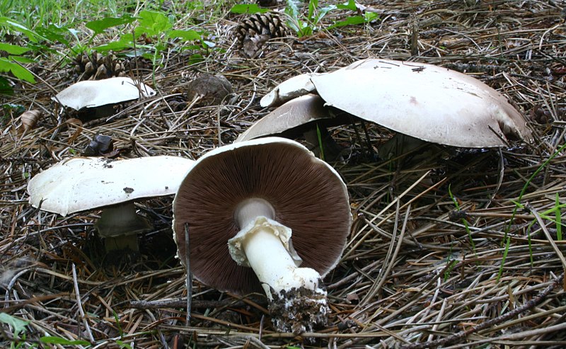 File:Agaricus silvicola 080815wa.JPG