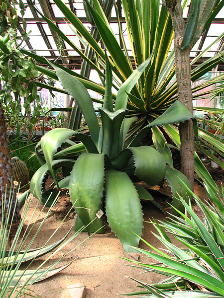 File:Agave ferox (in a greenhouse) 01.JPG