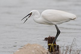 Aigrette garzette. Lac de Tunis, au sud (site Ramsar et ZICO ). Mars 2018.