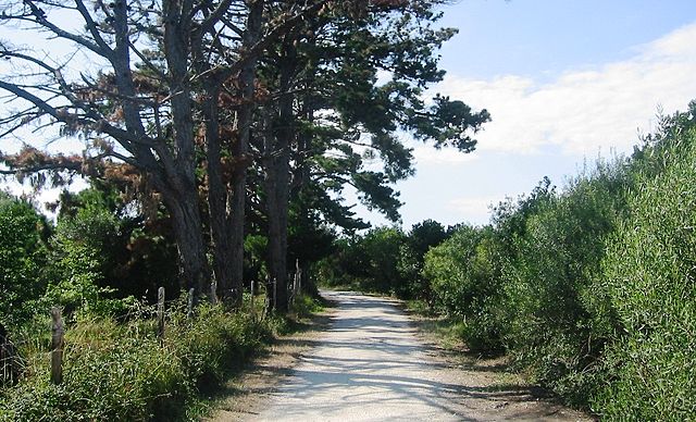 A forest road in the north of the island.