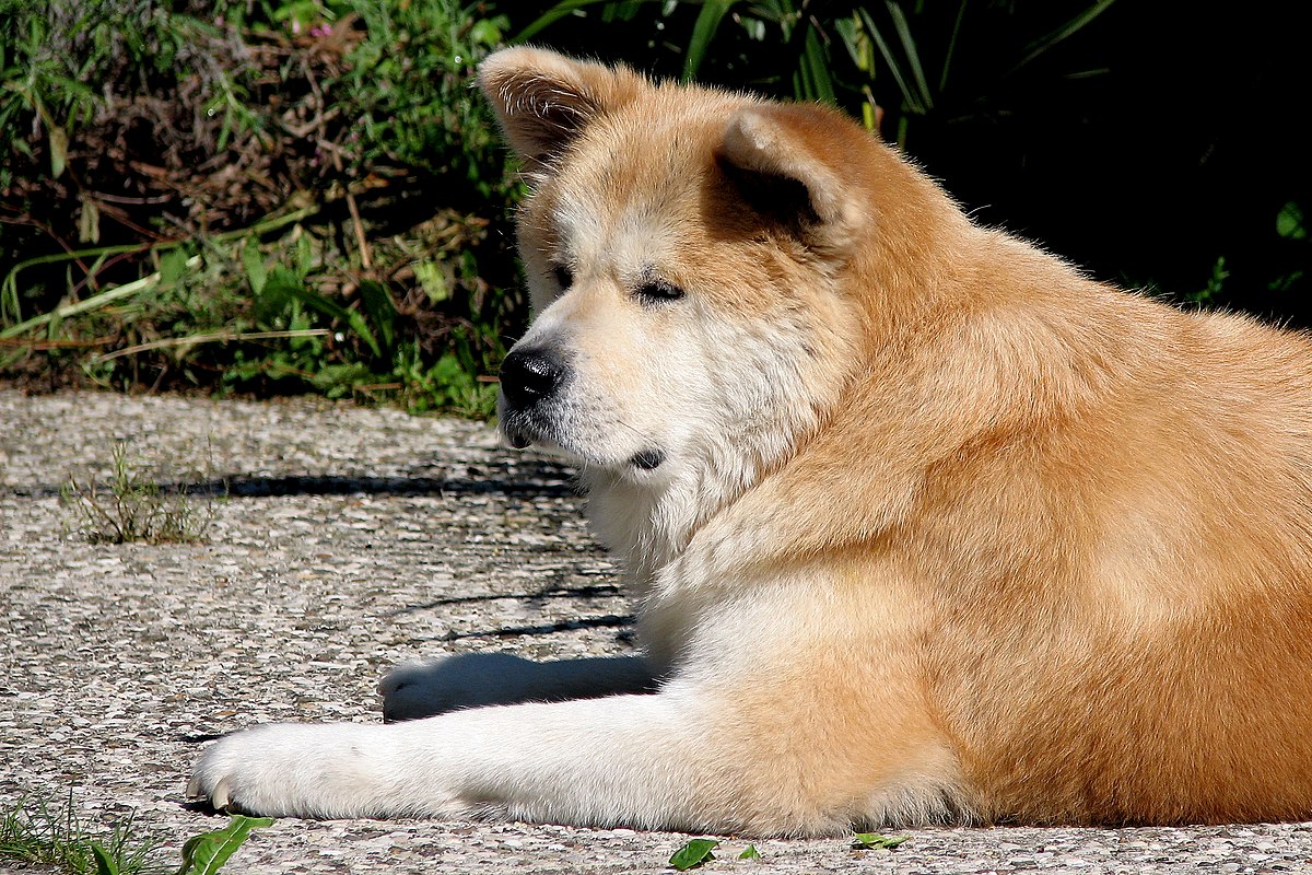 File:CaneCorso (14).JPG - Wikimedia Commons