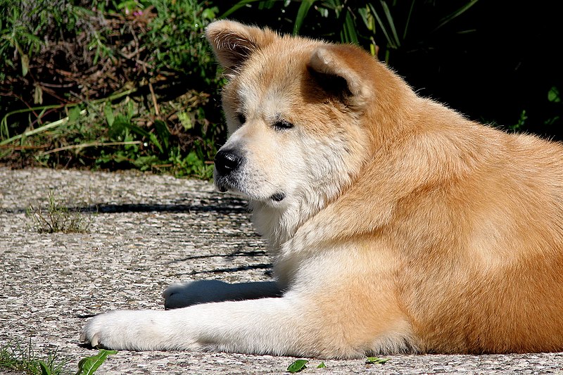 File:Akita Inu.jpg