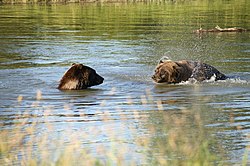 Adult Alaskan Brown bears frolicking in the cold waters in summer.