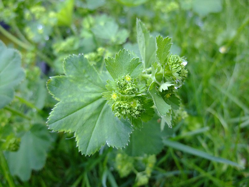 File:Alchemilla xanthochlora inflorescence (12).jpg